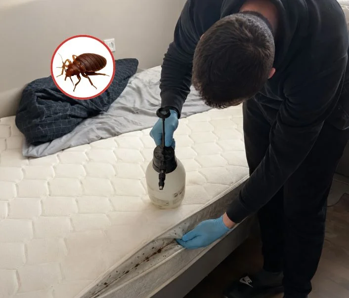 Technicien traitant un matelas contre les punaises de lit à Bonnières-sur-Seine